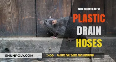 Plastic Drain Hoses: Why Rats Chew Them