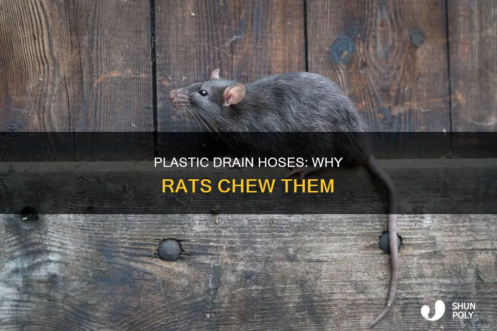 why do rats chew plastic drain hoses