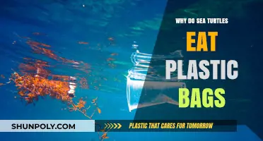 Why Sea Turtles Mistake Plastic Bags for Food: A Deadly Confusion