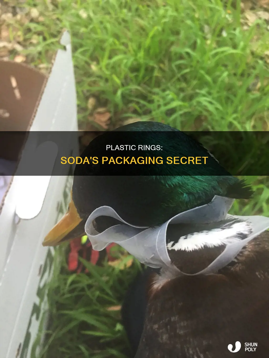 why do soda packs in plastic rings