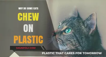 Plastic-Chewing Cats: Understanding the Weird Behavior