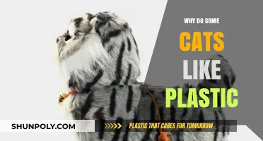 Plastic Attraction: Why Cats Love This Material