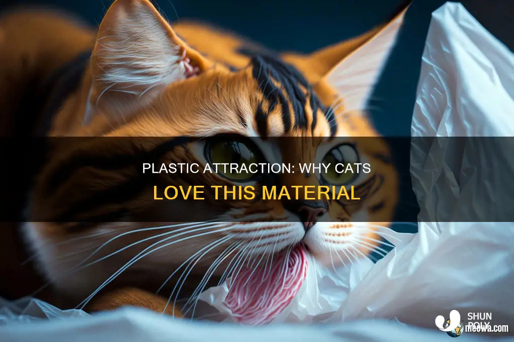 why do some cats like plastic