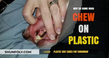 Plastic Chewing: Why Some Dogs Chew on Plastic
