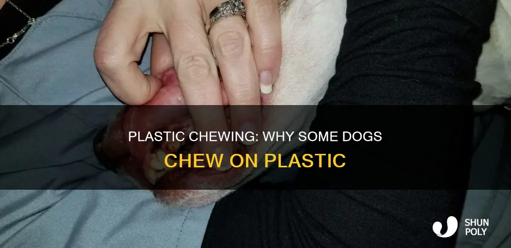 why do some dogs chew on plastic