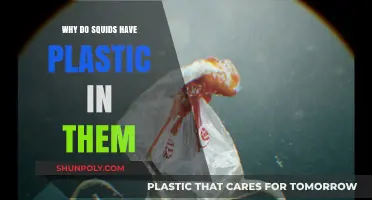 Squid Anatomy: Plastic Intrusion Mystery