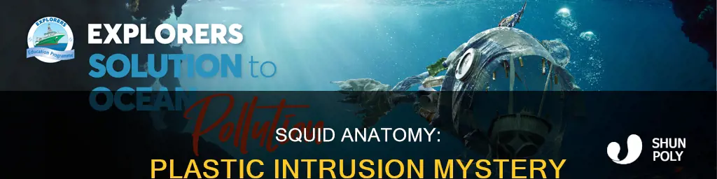 why do squids have plastic in them