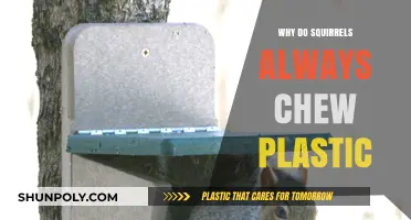 Plastic Chewing Squirrels: Understanding Their Obsession
