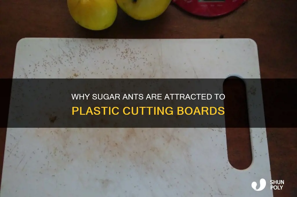 why do sugar ants like plastic cutting boards