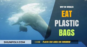 Why Whales Mistake Plastic Bags for Food: A Deadly Confusion