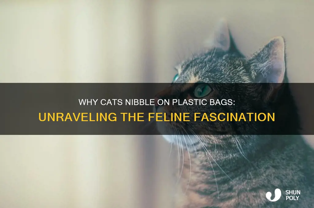 why does a cat nibble on plastic bags
