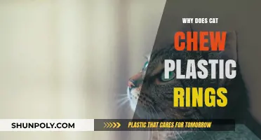 Cat Chewing Plastic Rings: Why the Strange Behavior?