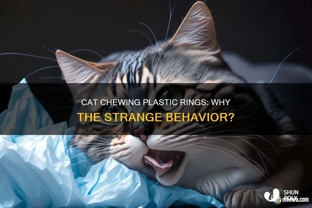 why does cat chew plastic rings
