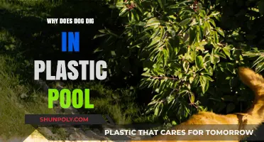 Dogs Digging in Plastic Pools: Why?
