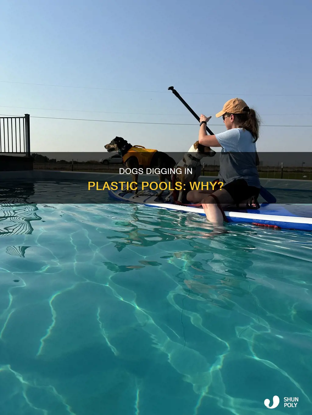 why does dog dig in plastic pool