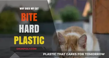 Cat's Hard Plastic Obsession: Why the Weird Habit?