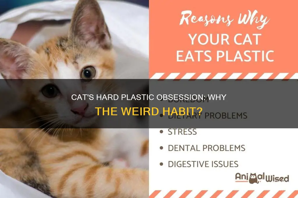 why does my cat bite hard plastic