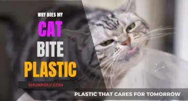 Plastic-Biting Cats: Understanding Their Strange Attraction