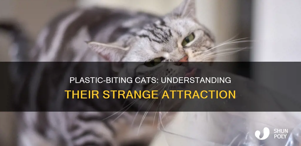 why does my cat bite plastic