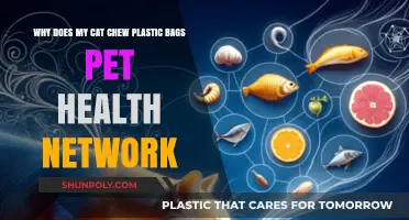 Why Cats Chew Plastic Bags: Risks & Pet Health Tips