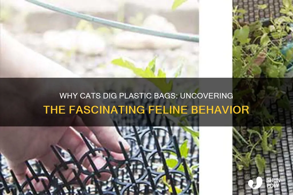 why does my cat dig plastic bags