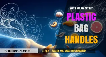 Why Cats Chew Plastic Bag Handles: Unraveling the Mystery