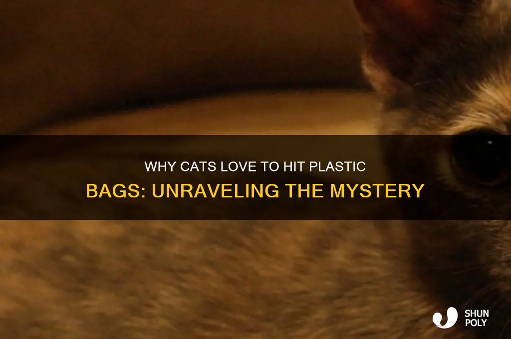 why does my cat hit plastic bags