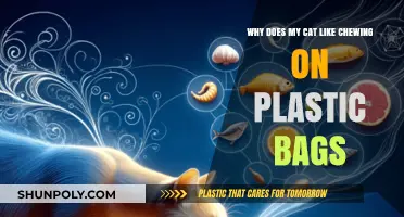 Why Cats Chew Plastic Bags: Understanding Feline Behavior and Risks