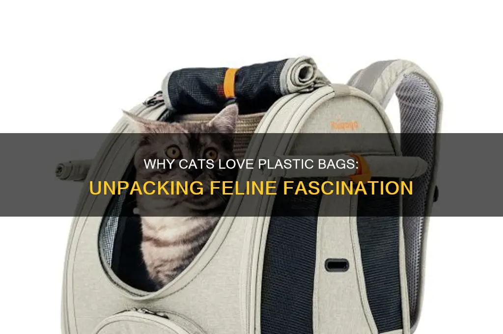 why does my cat like sitting inside plastic carrier bags