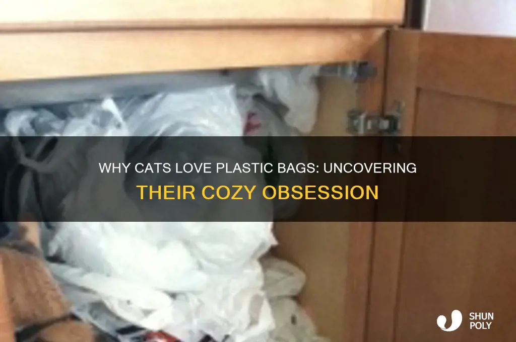why does my cat like sleeping in plastic bags