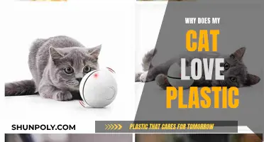 Plastic Attraction: Why Cats Love This Man-Made Material