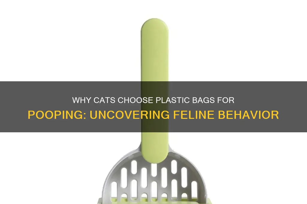 why does my cat poop in plastic bag