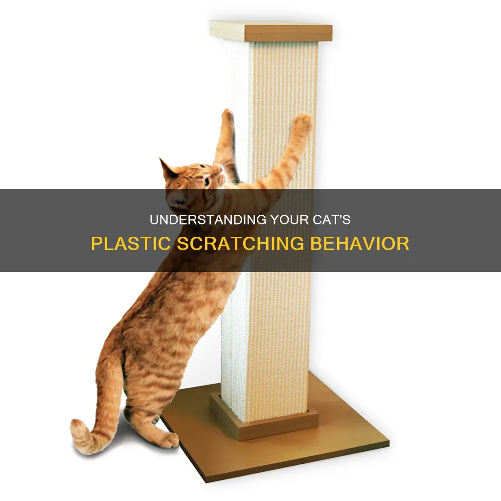 why does my cat scratch plastic