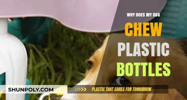 Why Dogs Chew Plastic Bottles: Understanding and Preventing This Behavior