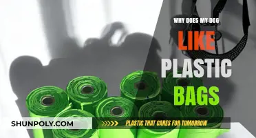 Why Do Dogs Love Plastic Bags? Unraveling the Canine Fascination