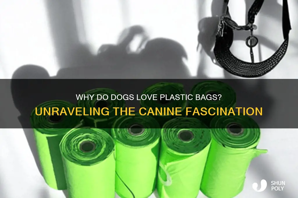 why does my dog like plastic bags