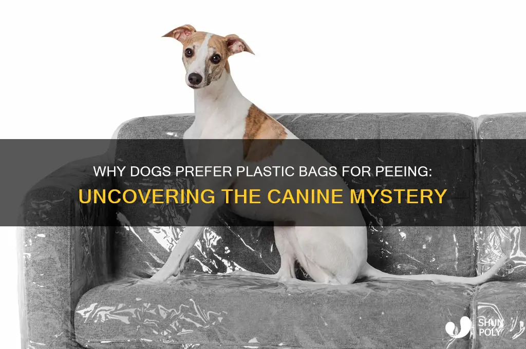 why does my dog like to pee on plastic bags