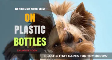 Why Yorkies Chew Plastic Bottles: Understanding Your Dog's Behavior