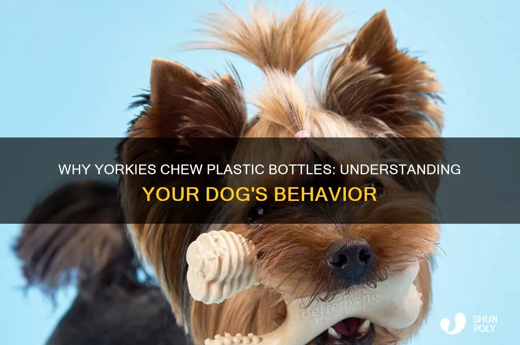 why does my yorkie chew on plastic bottles