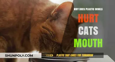 Plastic Bowls: A Painful Poison for Cats