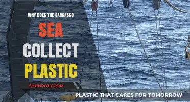 Sargasso Sea: Plastic Magnet in the Atlantic