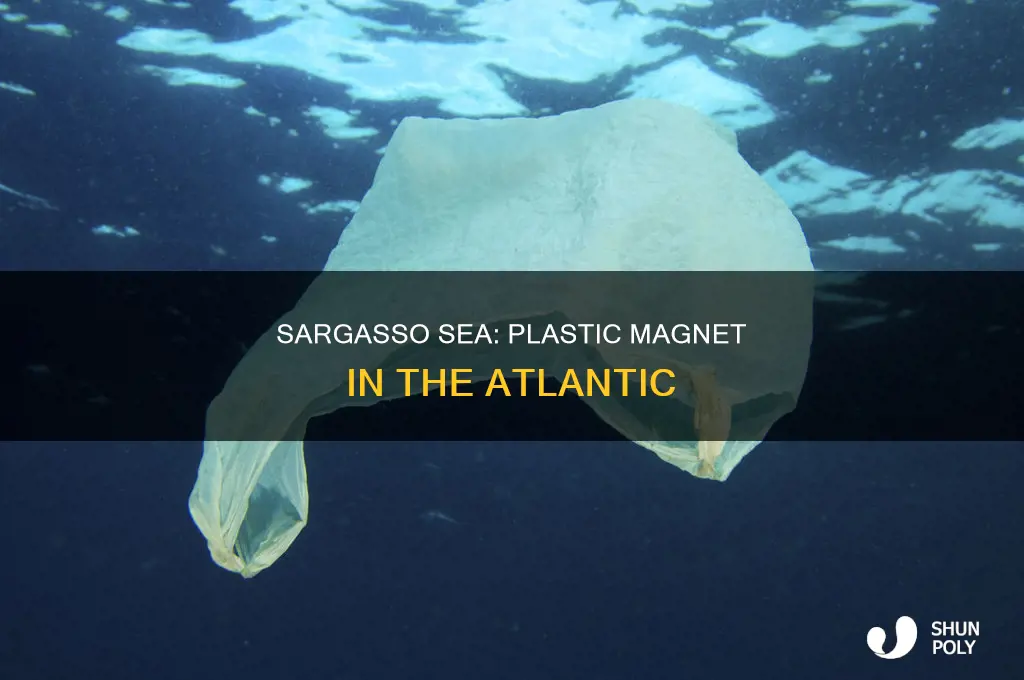 why does the sargasso sea collect plastic