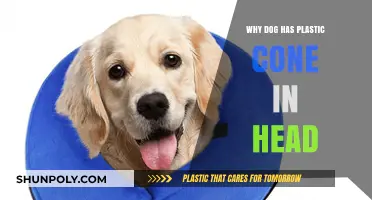 The Cone of Shame: Why Your Dog Needs It