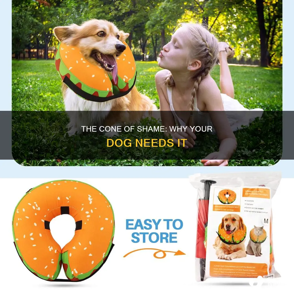 why dog has plastic cone in head