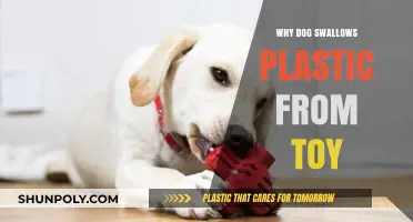 How to Stop Your Dog Swallowing Plastic