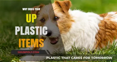 Dogs Tearing Plastic: Why Do They Do It?