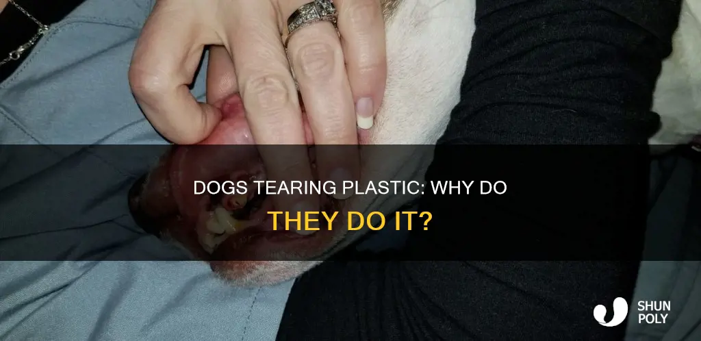 why dogs tear up plastic items