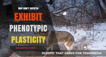 Coyote Phenotypic Plasticity: Why the Lack of Change?