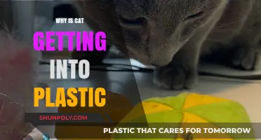Why Cats Love Plastic: Understanding Their Strange Attraction