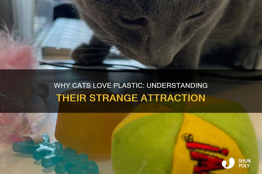 why is cat getting into plastic